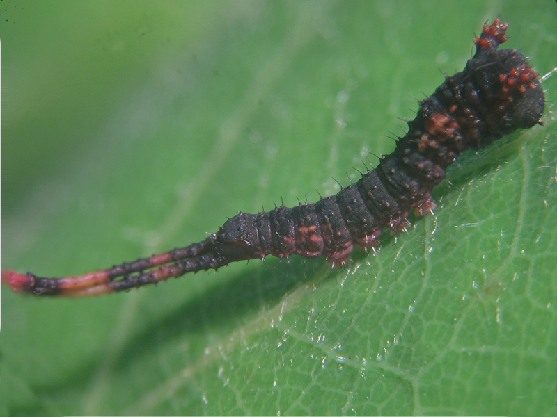 Cerura (Cerura) vinula